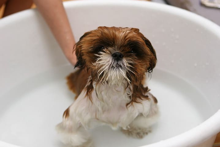 BOLHA DE CALOR: Saiba como cuidar do seu pet em dias muito quentes