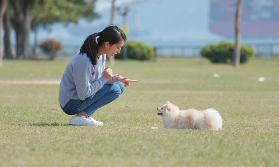 mulher treinando seu cachorro.
