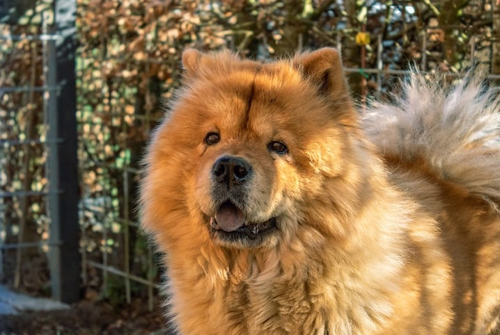 CORES DO COCÔ E SIGNIFICADO EM CÃES