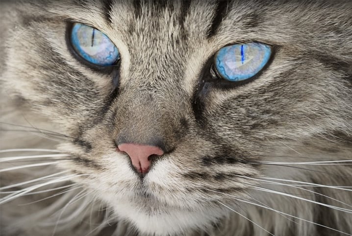 Além do gato preto: outras cores dos felinos têm significados