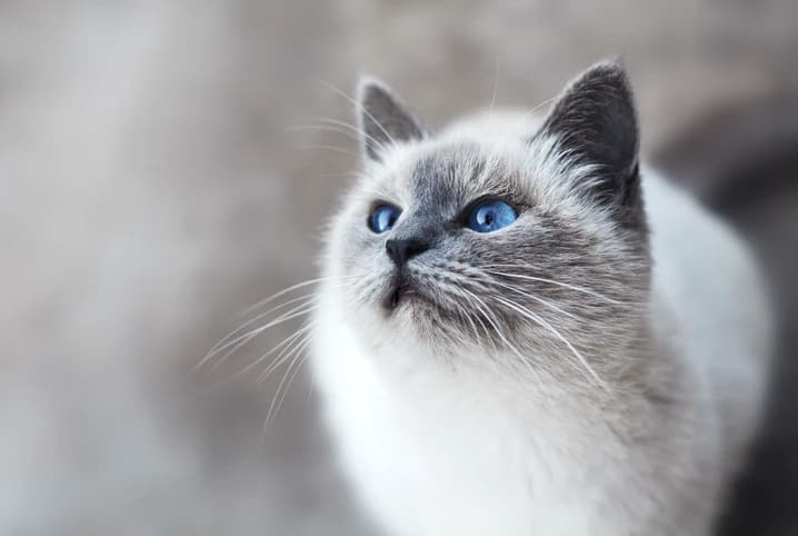 GATINHO ABANDONADO NA RUA O QUE VAI ACONTECER COM ELE? PETER GAMES 