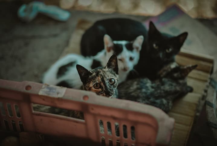 O GATINHO ABANDONADO SONHAVA EM IR PRA ESCOLA PETER TOYS 