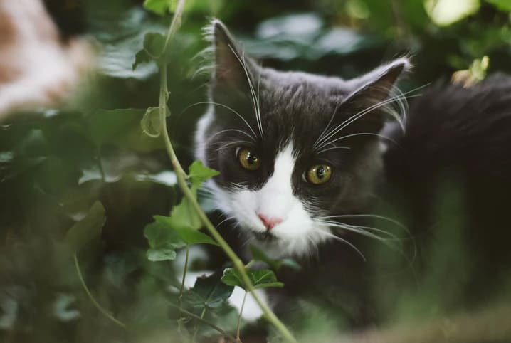 Um desenho de um gato com uma coleira que diz “o nome do gato”.