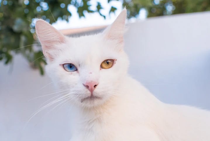 Gato preto e branco filhote: veja lindas fotos!