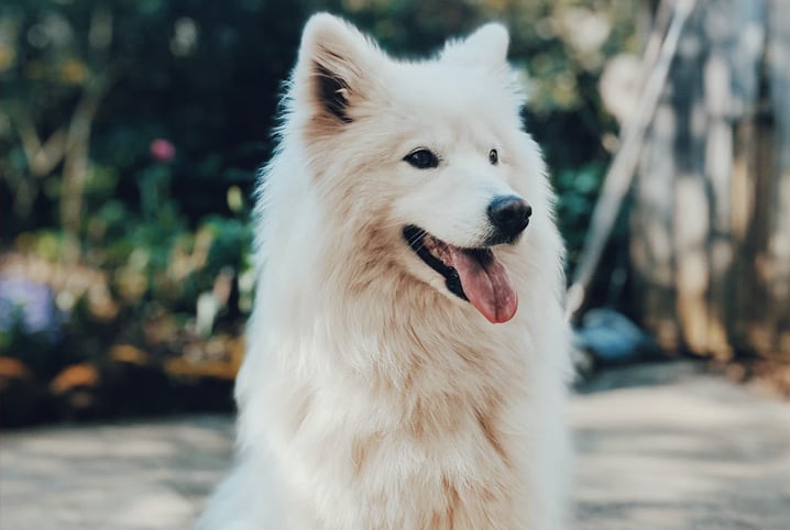 Cachorro pode comer fígado? Veja se o alimente faz mal