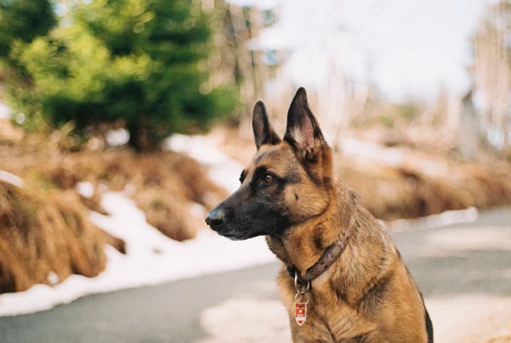 Conheça o Pastor belga malinois: instinto protetor e excelente cão de  guarda, Raças