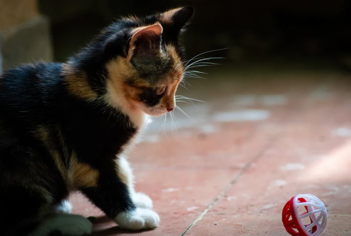 🔴 Os VÍDEOS mais DIVERTIDOS brincando com os GATOS! 