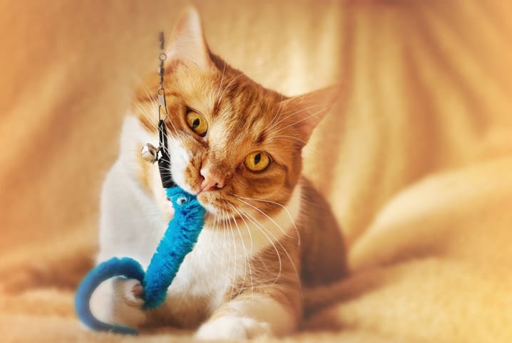 11 ideias de Jogos para gatos  gatos, brinquedos para gatos, brinquedo pra  gato