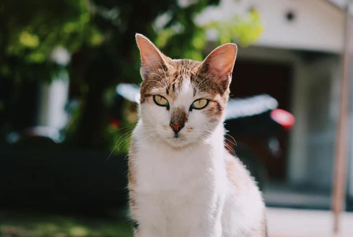 Anticoncepcionais para gatas: saiba os perigos do medicamento nas