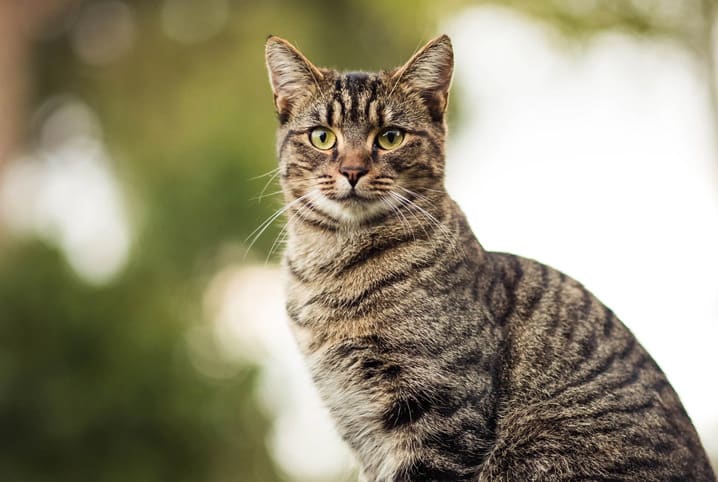 180 ideias de Desenhos de gatinhos! em 2023