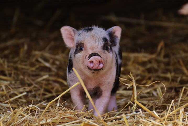 Há animais de estimação fofinhos a precisar de ajuda!