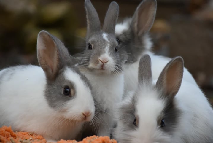 Quatro coelhos com orelhas cinzas comendo cenoura.