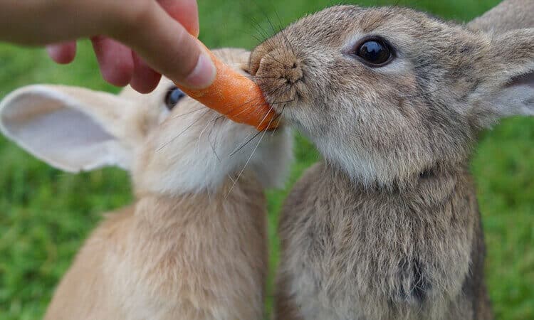 Dois coelhos com a boca na cenoura que um humano segura para eles.
