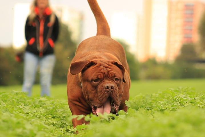 300 Nomes de raças de cachorro - Lista COMPLETA de A a Z