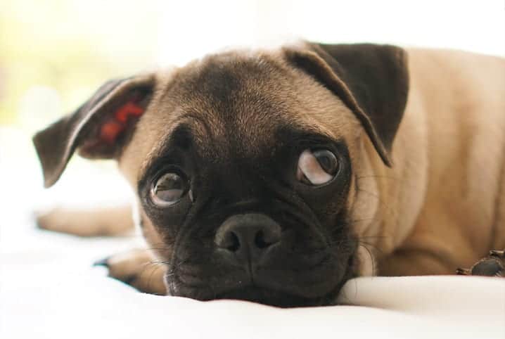 Cachorro da raça pug deitado com o olhar para a lateral superior.