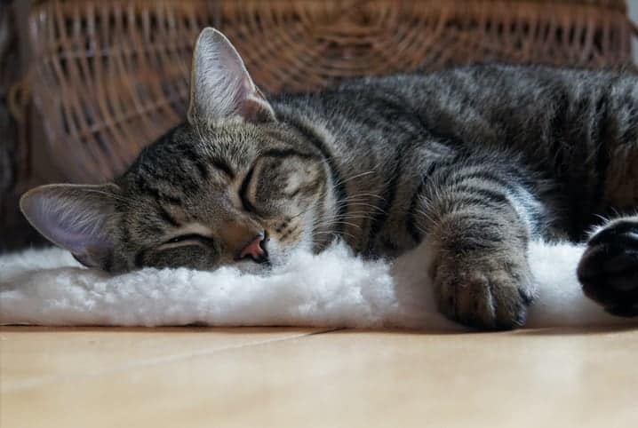 gato dormindo confortavelmente em cima de um tapete representando os animais beneficiados pelo movimento arredondar