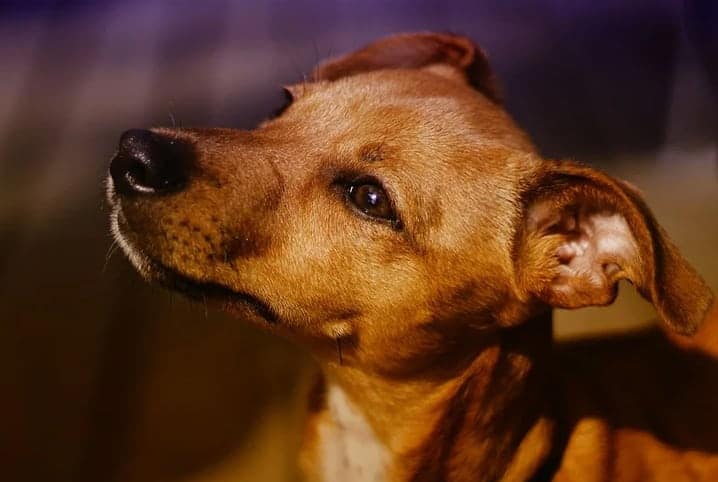 cachorro caramelo olhando para cima representando os animais beneficiados pelo movimento arredondar