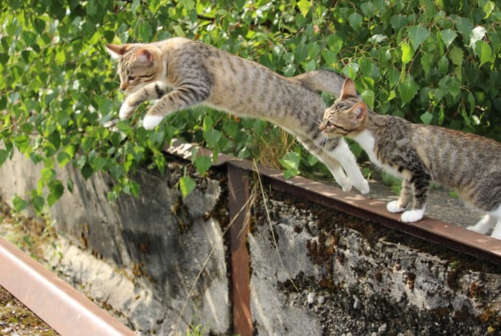 Gato pulando? Descubra 5 curiosidades sobre o salto dos felinos