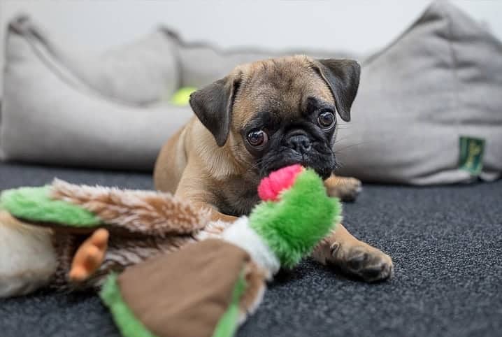 Pug com um brinquedo de pelúcia na boca.