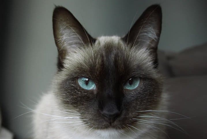 505 nomes para gatos e gatas - clássicos e originais - Dicionário de Nomes  Próprios