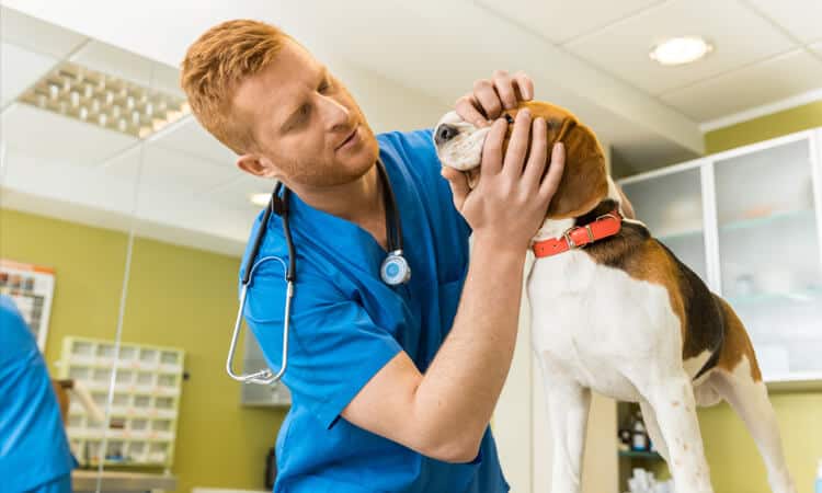 médico-veterinário verificando os olhos de cachorro.