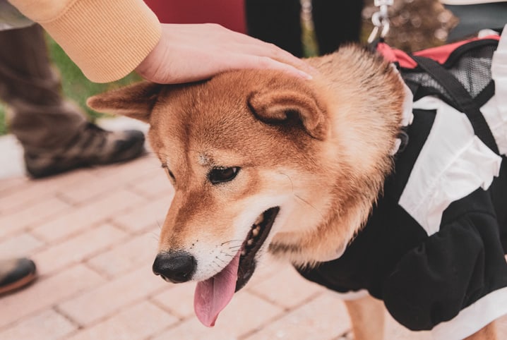 Série de Cachorro - Uma ilsta com 10 opções incríveis - Veja Aqui