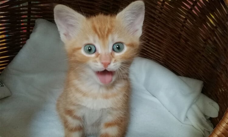 Dois menores filhotes de gato do mundo sorrindo mini