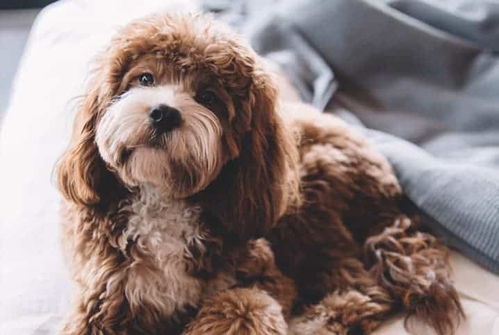 cachorro marrom em cima da cama