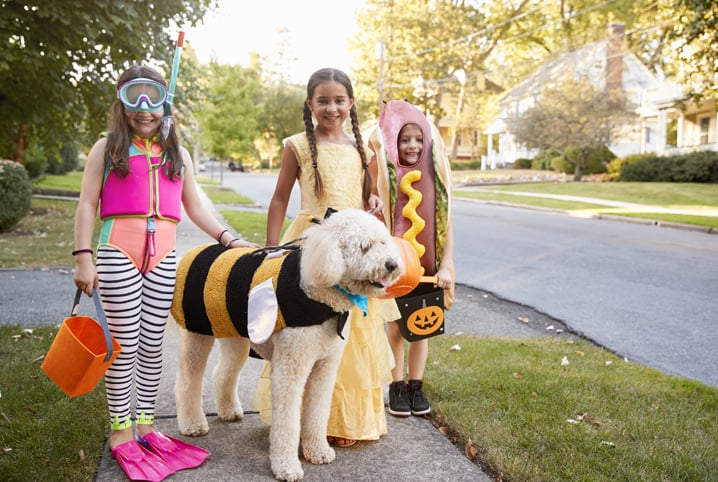 Confira opções de fantasia de Halloween para cachorro