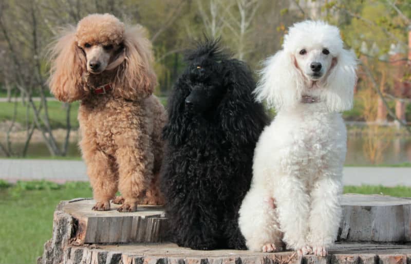 Três poodles sentados no chão.