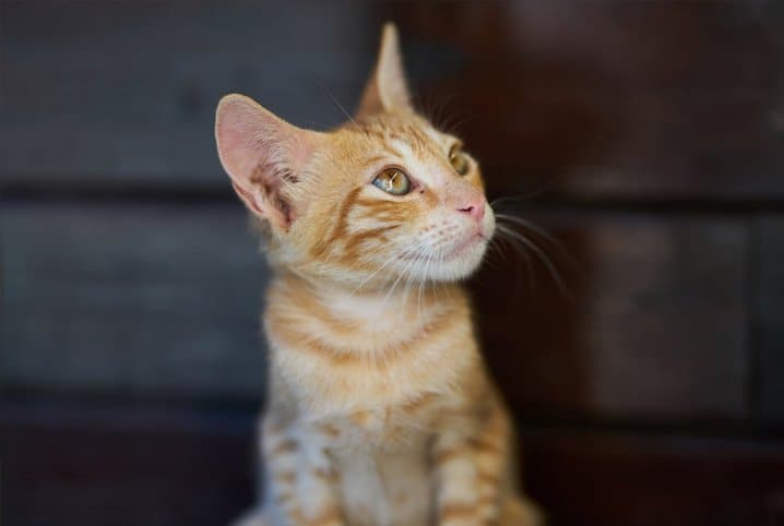 Gato perdendo pelo, com casquinhas na ponta da orelha e pequenas