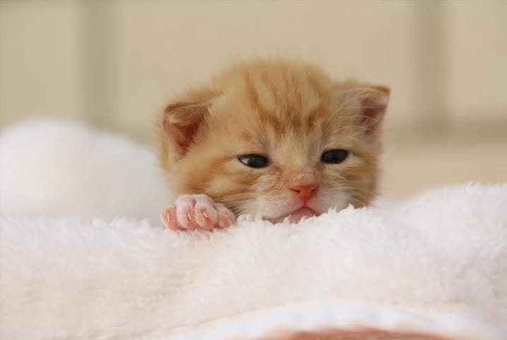 Descubra com quantos dias os gatos abrem os olhos