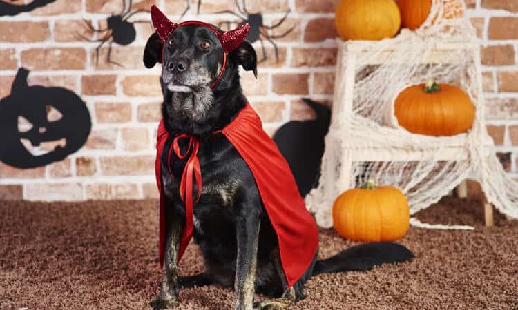 Confira opções de fantasia de Halloween para cachorro