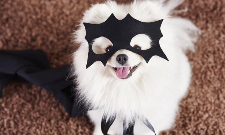 cachorro com máscara e capa