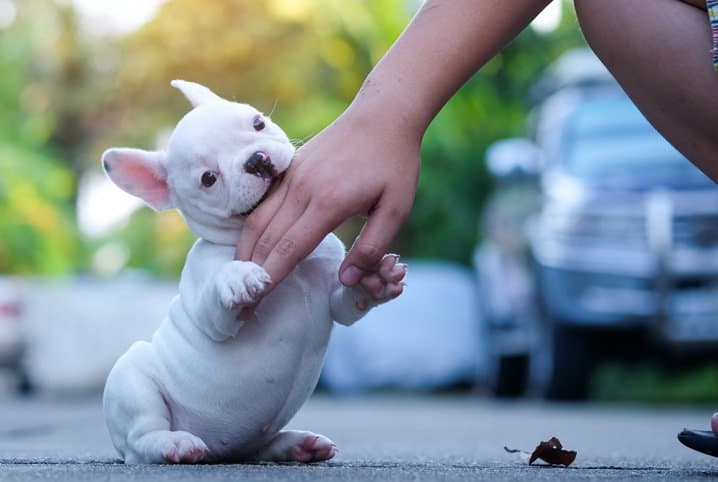 300 opções de nomes para Bulldog Francês