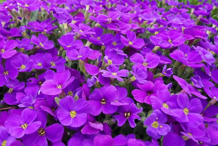 jardim de violetas.