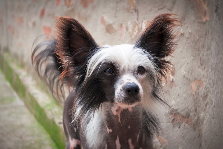 As 13 raças mais peludas de cachorros