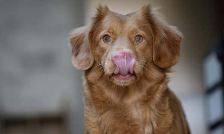 Cachorro pode comer damasco? Descubra!