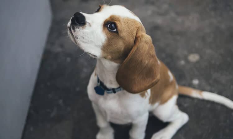 Cachorro pode comer damasco? Veja os benefícios e contraindicações, Nutrição