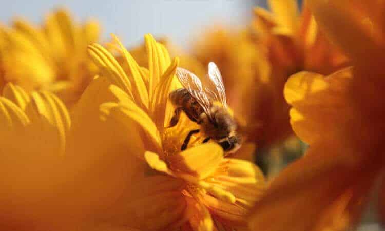 abelha em flor amarela.