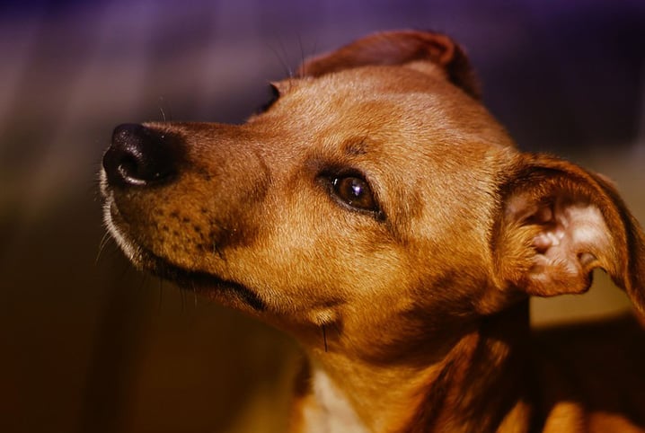 Adoção comunitária garante bem-estar de pets de rua