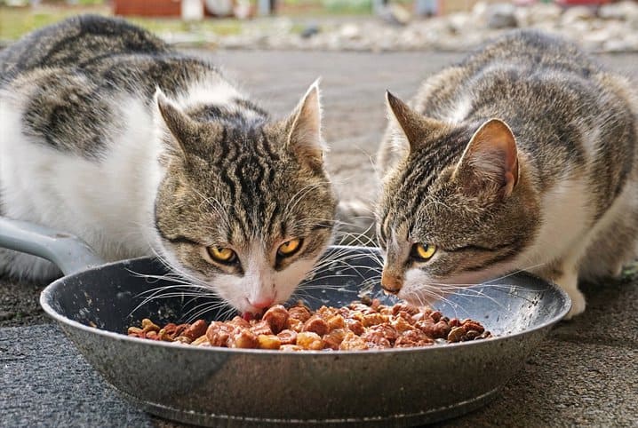 Cachorro pode comer fígado? Veja se o alimente faz mal