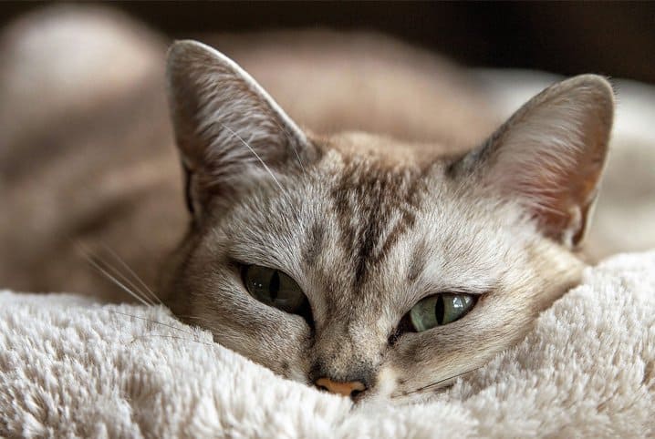 Gato pode comer fígado? Descubra aqui!