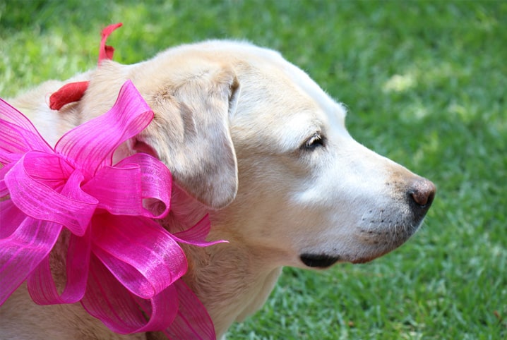 Cachorro labrador com laço rosa
