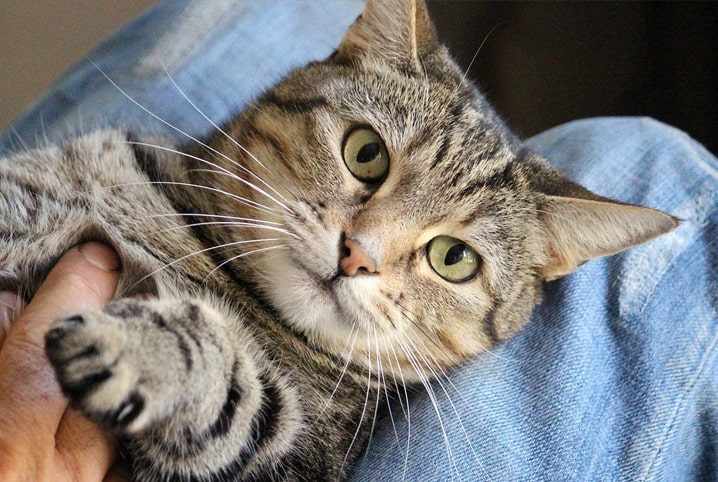 Saiba como escolher nomes para gato branco