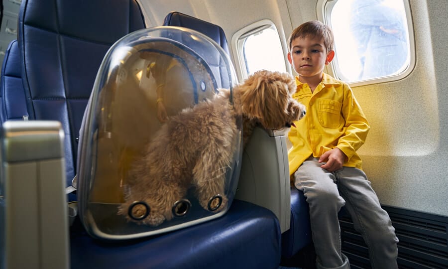 cachorro no banco de um avião em caixa especial para o transporte aereo de animais