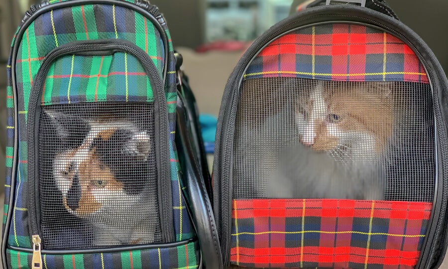 gatos em bagagens especiais para transporte aereo de animais 