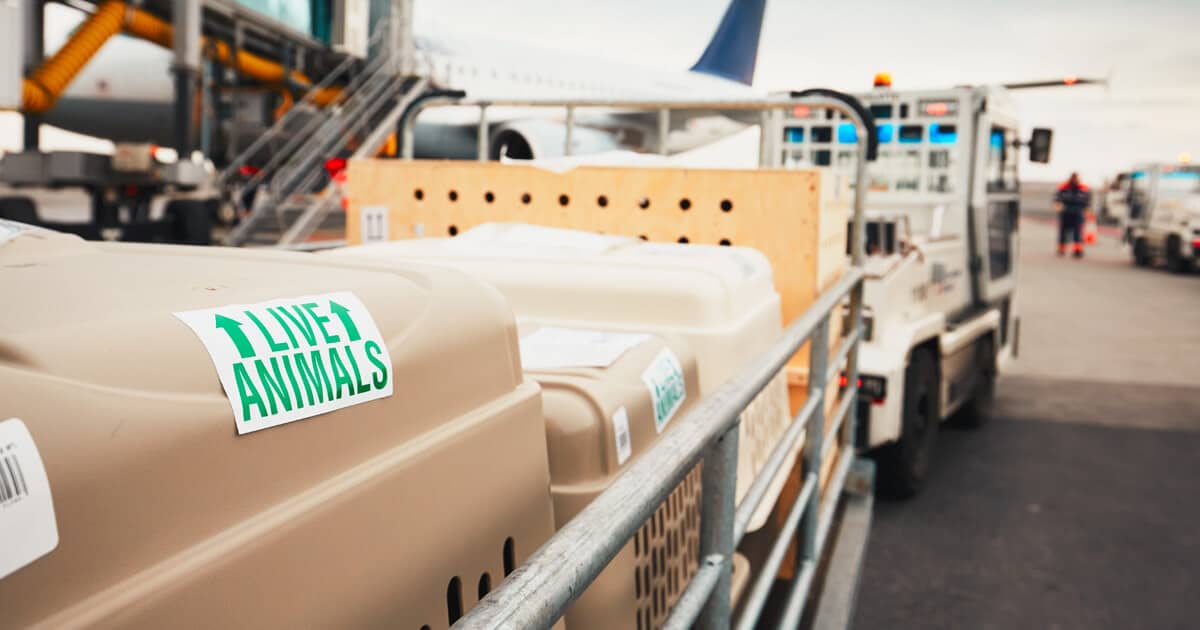caixas especiais para o transporte aereo de animais
