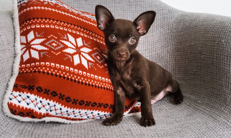 Cachorro pode comer fígado? Descubra aqui!