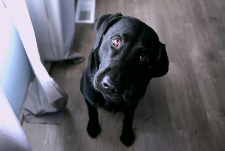 Cachorro pode comer fígado? Descubra aqui!